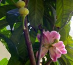 ภาพประจำตัวสมาชิก