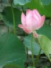 ภาพประจำตัวสมาชิก