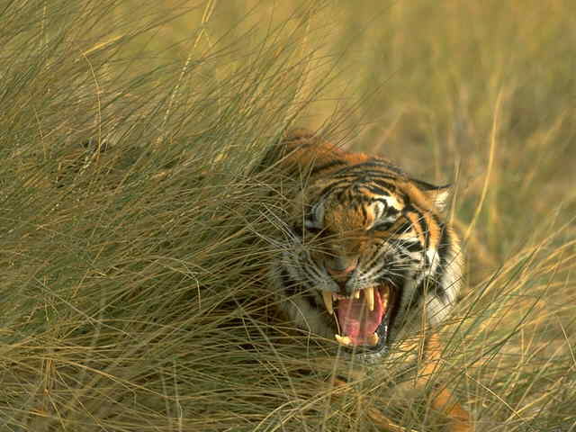 tigerc.jpg