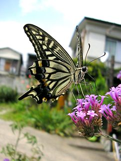 243px-Butterfly_macro_shot.jpg