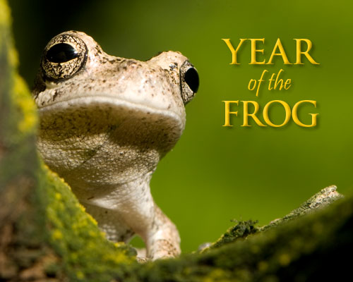 frog2_500x400.jpg
