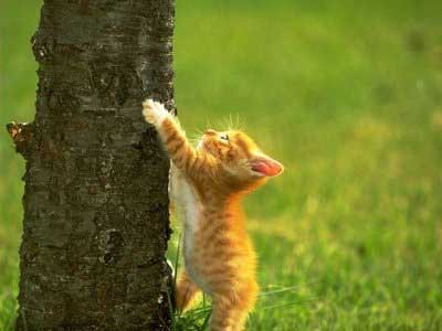 %BE%C3%D0%CD%D2%A8%D2%C3%C2%EC%C1%D4%B5%AB%D9%E2%CD%D0%20%A4%E0%C7%CA%E2%A1~0.jpg