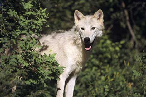 arctic_wolf_sc5.jpg