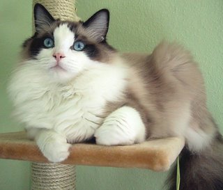 Ragdoll-Breed.jpg
