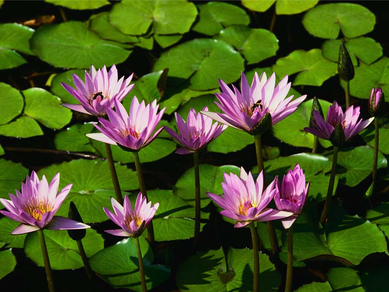 Water lilies.jpg