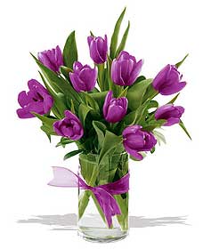 q19101ds10tulipsplmy2j179.jpg