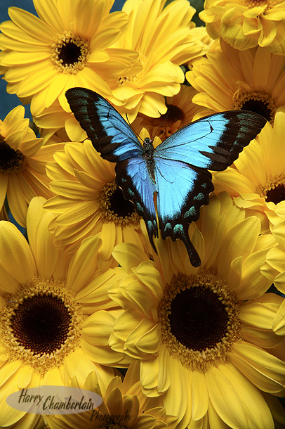 ans528972.jpg