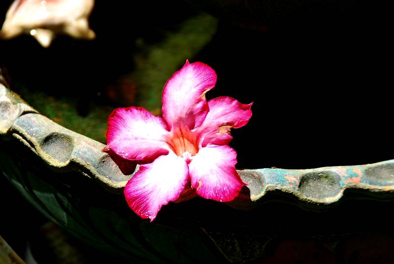 DSC_0123.JPG