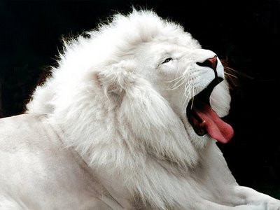 whitelion.jpg