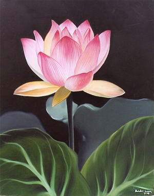 lotus_518.jpg