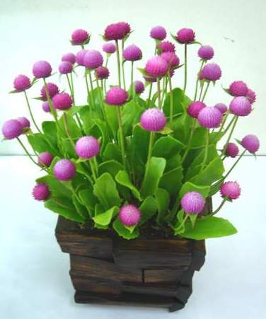 12Roses-Lais503.jpg
