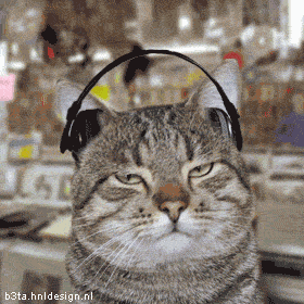 funny-cats-01.gif