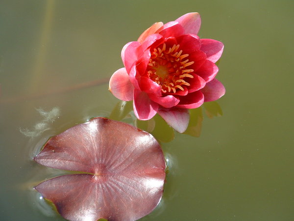 Pink_Lotus_2_by_sami_edelstein.jpg