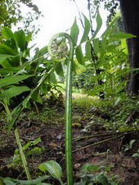 DSC00016.jpg