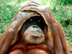 orangutan.jpg