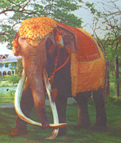 krabi_chang.jpg
