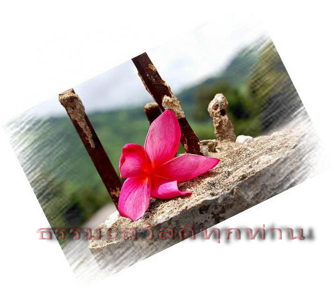 Resize of ลั่นทม-1.jpg