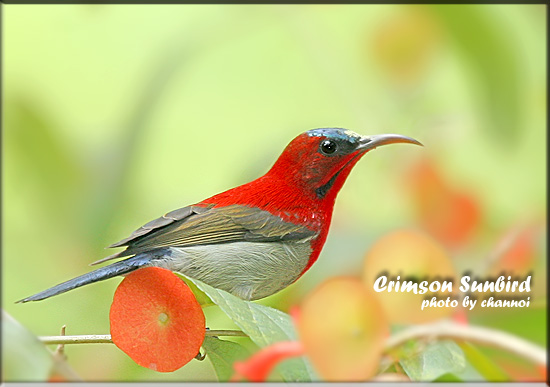 crimsonsunbird18.jpg