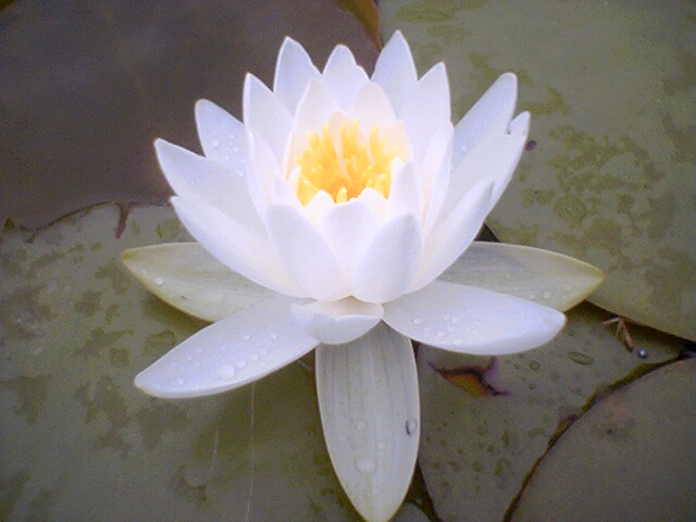 lotus_flower.jpg