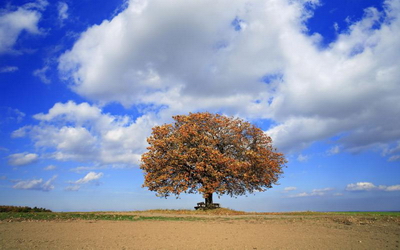 autumn-alone-in-the-field.jpg