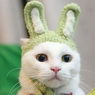 cat.jpg