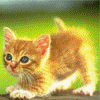 picture-7225.gif