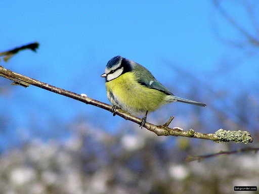 bluetit5_jpg_resize.jpg