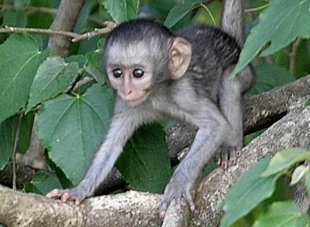 baby-monkey_knp-0280g.jpg