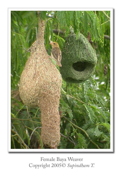 weaver_baya_nest2[1].jpg