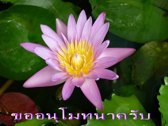 lotus-M0.jpg