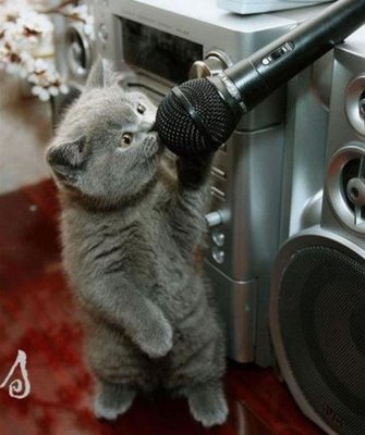 funny-animals.jpg