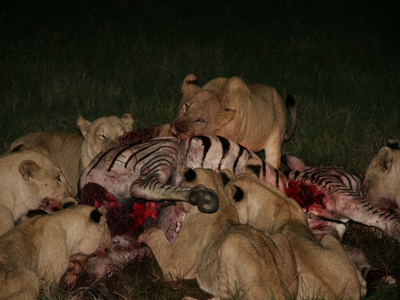 Lions_and_a_Zebra_b.jpg
