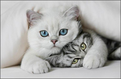49543-cat.jpg