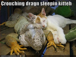 untitleddargoncat.bmp