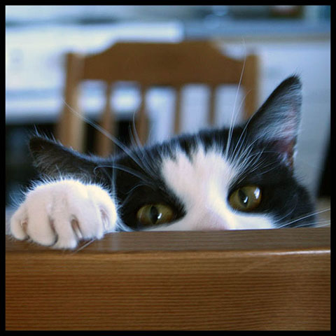 kitty-wants-food.jpg
