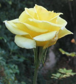 yellowrosea.jpg