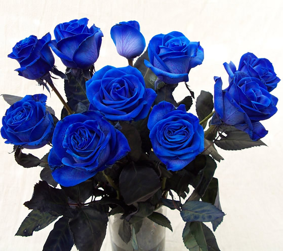 rose002-67.jpg