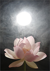 ดอกบัวงาม.jpg