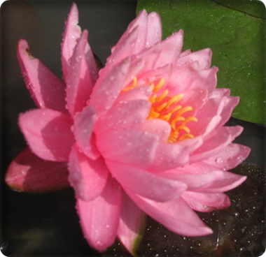 Lotus721.jpg