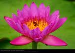 Lotus95.jpg