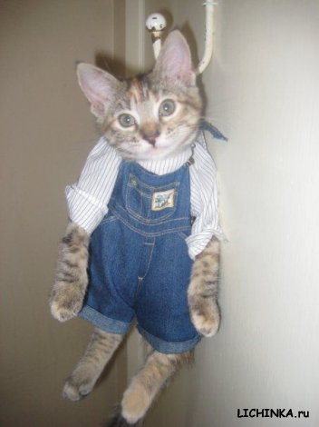 cat.jpg
