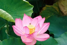 Lotus1000104.jpg