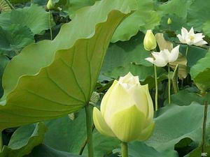 Lotus100022.jpg