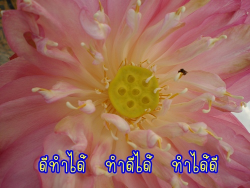 Lotus100052.jpg