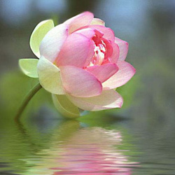 lotus2_250.jpg