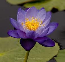 Lotus800.jpg