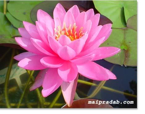 Lotus100086.jpg