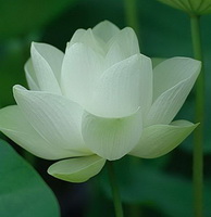 Lotus100083-1.jpg