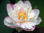 Lotus375.jpg