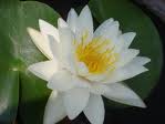 Lotus330.jpg